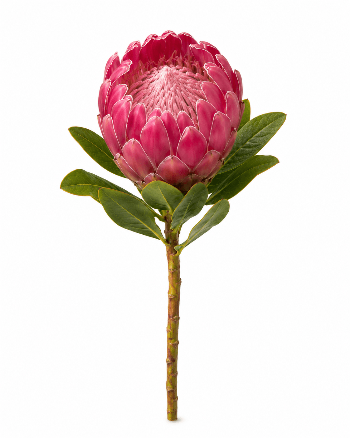 Add extra Proteas to your Bouquet
